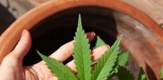 R10 million hydroponic dagga bust in Potchefstroom