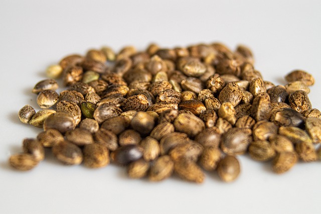 Choosing Cannabis Seeds for Cultivation