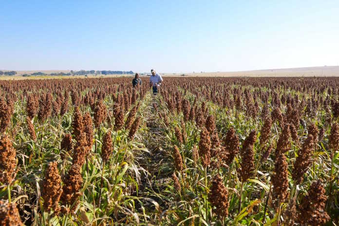 Sorghum