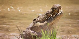 Christmas night markets and festive family fun planned for Crocworld Conservation Centre