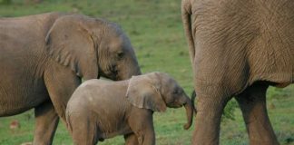Celebrate animal birthing season in the wild 