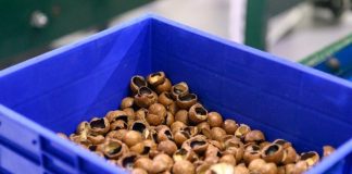 The KZN South Coast is a hub for top-quality macadamia nut exports The KZN South Coast is a hub for top-quality macadamia nut exports