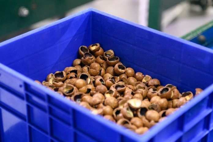 The KZN South Coast is a hub for top-quality macadamia nut exports The KZN South Coast is a hub for top-quality macadamia nut exports