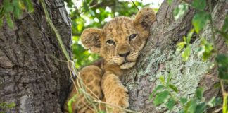 Celebrate The Real Lion King This December