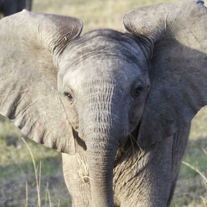 Elephant baby