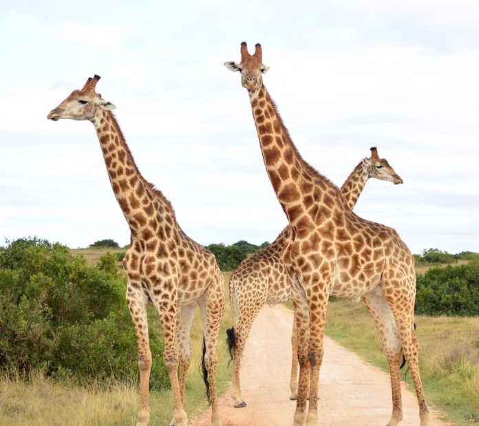 Giraffe calf
