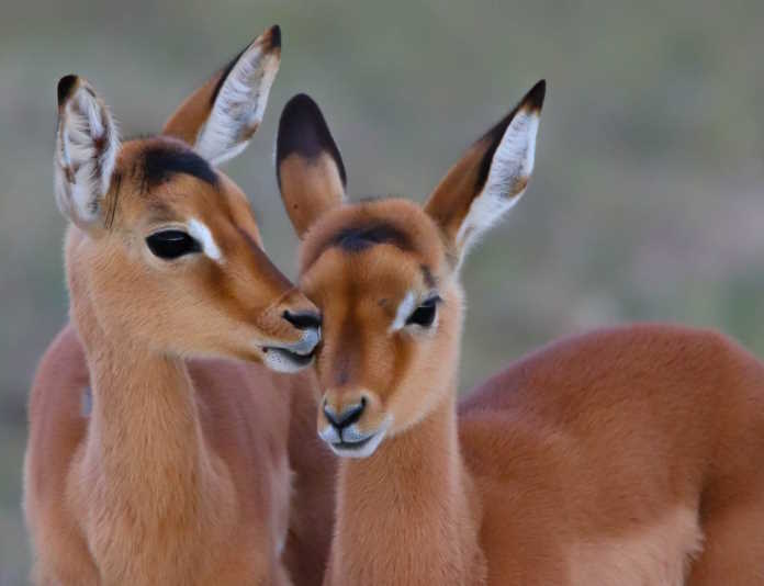 Impala lamb kisses - woody