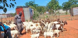 Stolen goats worth thousands recovered near Kimberley