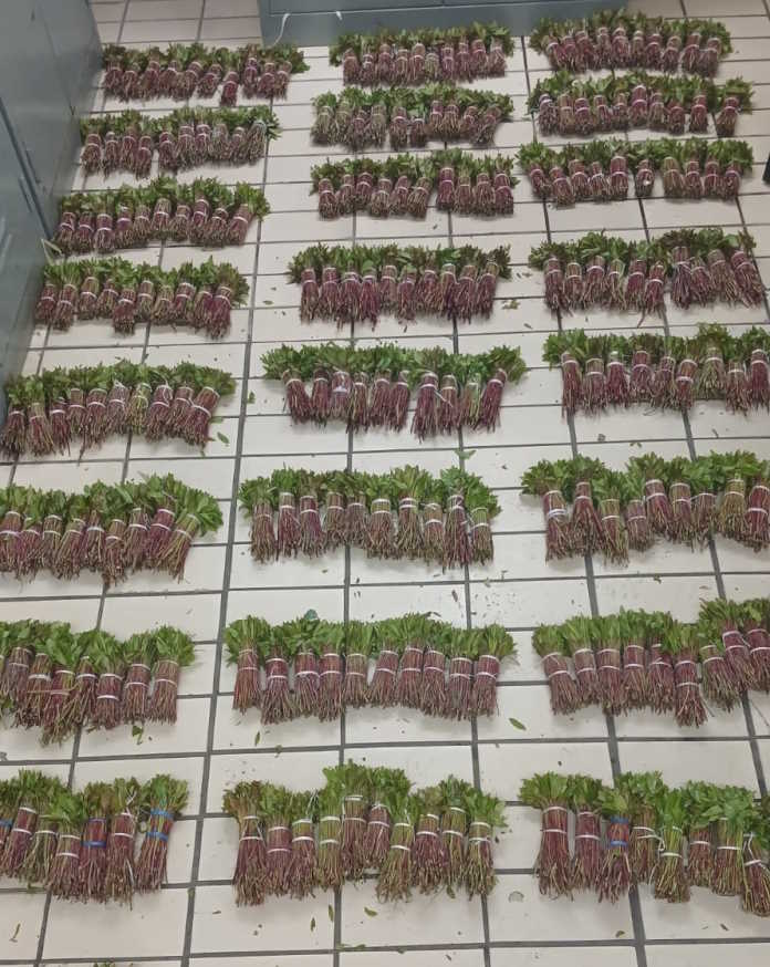 Central Karoo police confiscates drugs estimated at R25 000 on N1 near Prince Albert Central Karoo police confiscates drugs estimated at R25 000 on N1 near Prince Albert
