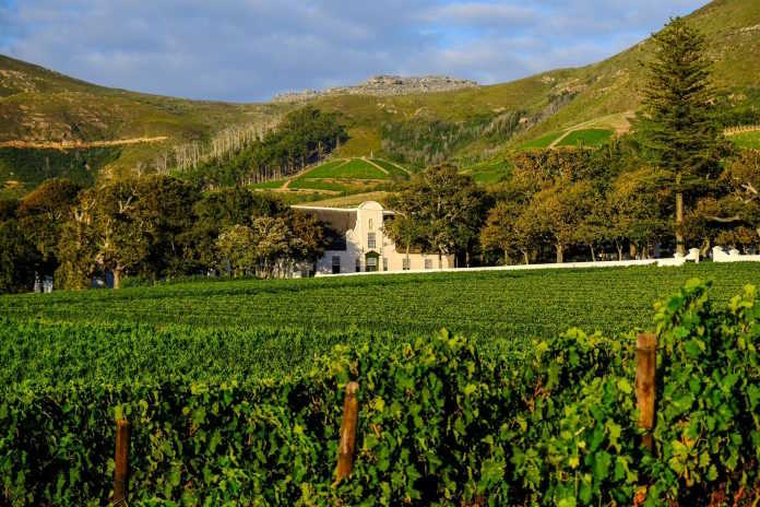 366 Years of South African Wine: Excitement Builds for Annual Wine Harvest Commemorative Event 366 Years of South African Wine: Excitement Builds for Annual Wine Harvest Commemorative Event