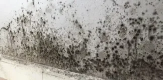 6 tips to prevent mould during a rainy, humid summer 6 tips to prevent mould during a rainy, humid summer