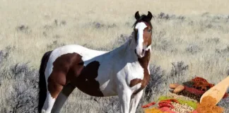 Which Herbs Provide Your Horse with Healthy Health? Which Herbs Provide Your Horse with Healthy Health?