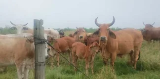 Operation Shanela leads confiscation of 26 suspected stolen cattle in Verena Stolen cattle in Verena