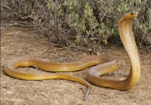 Cape Cobra