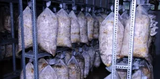 Growth of mushroom farm on the KZN South Coast shows now’s the time to invest in agriculture Growth of mushroom farm on the KZN South Coast shows now’s the time to invest in agriculture