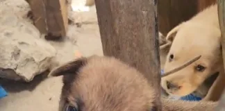 The brutal reality of unchecked breeding: 41 dogs crammed into two yards
