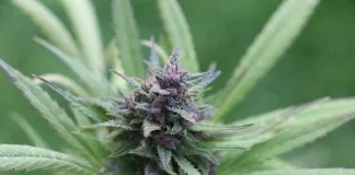 White Widow and Sativa Strains: A Cultivator's Choice