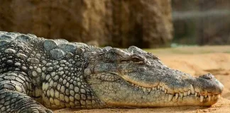 Avoid rivers infested with crocodiles in Limpopo