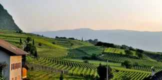 Planning Your Dream Event at a Scenic Wine Estate