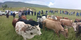 208 Cattle worth R2.8 Million recovered as police tackle stock theft head-on Cattle recovered as police tackle stock theft head on