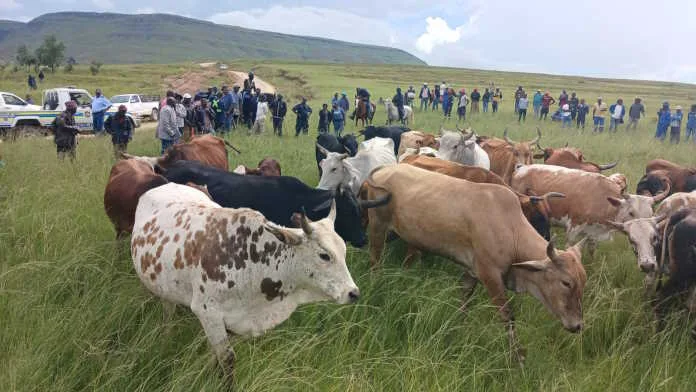 saps-20250219-3 Cattle recovered as police tackle stock theft head on