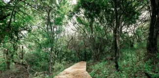 A FRESH PATH AWAITS: EXPLORE BRAHMAN HILLS’ BRAND-NEW FOREST WALK!