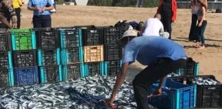 The countdown has begun! 5 reasons not to miss the Sardine Run on the KZN South Coast