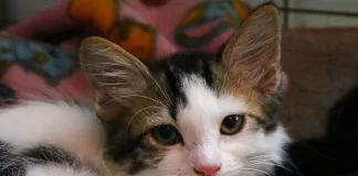 TEARS-Animal-Rescue-Cattery