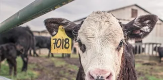 calf