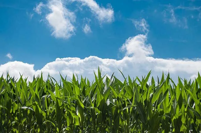 corn-field-g24c815789_640 Why China's Two Sessions matter for African agriculture modernization?