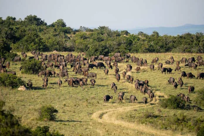 Lalibela Wildlife Reserve