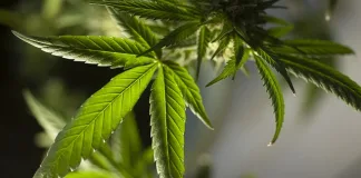 Popular Cannabis Strains in South Africa