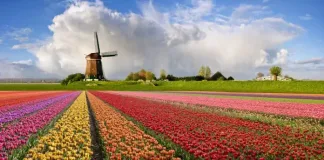 Everything You Need To Know About Amsterdam’s Iconic Tulip Season
