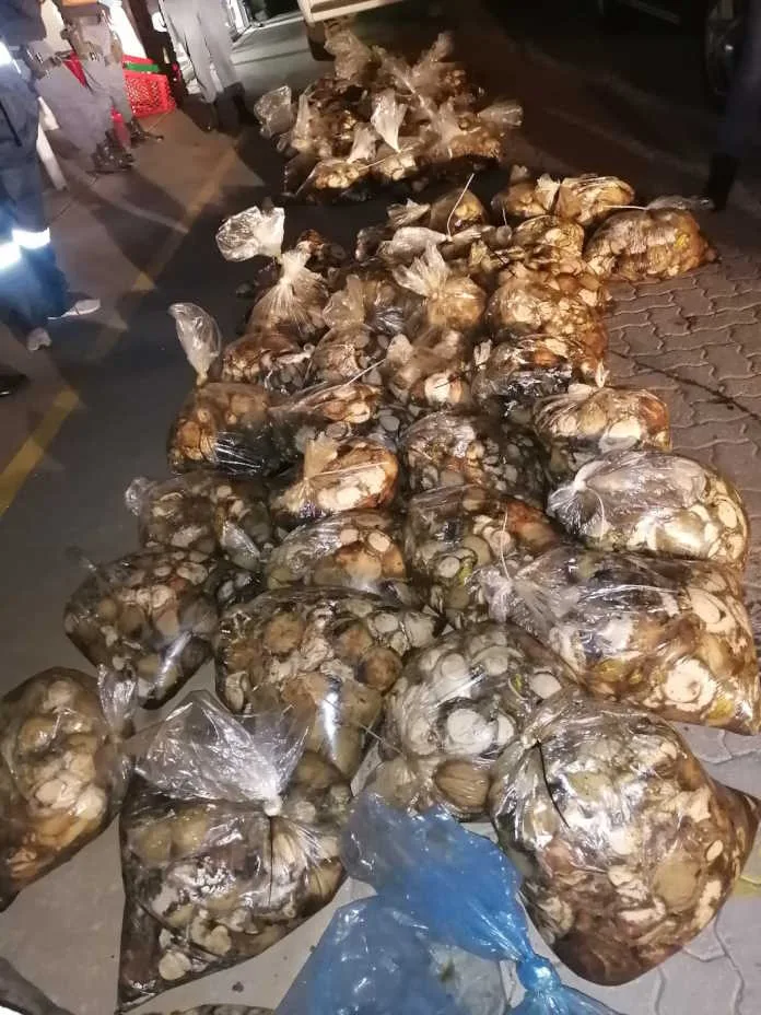 saps-20250318-e2 Abalone poachers dealt a heavy blow, after Regional Court sentenced three men