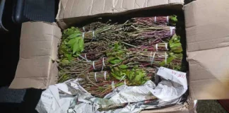 Boxes with Khat stashed inside