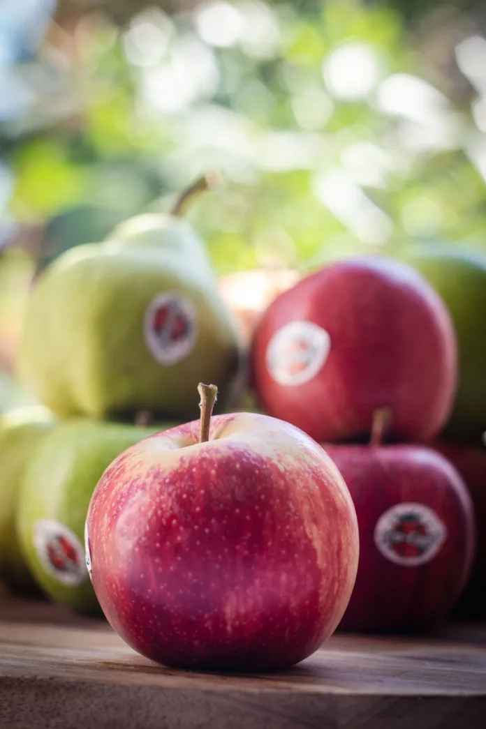 South African apple industry, now a cornerstone of the country’s agricultural economy.