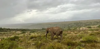 10 Reasons Why You Should Visit Riversdale, South Africa. Image from Garden Route Game Lodge near Riversdale.