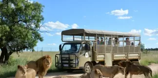 The Lion & Safari Park Is The Ultimate Family Day Out – Right On Joburg’s Doorstep
