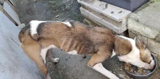 Paco before. Photo credit: TEARS Animal Rescue, Cape Town.