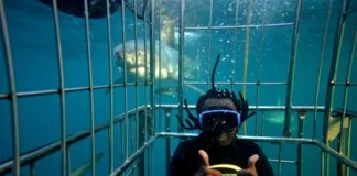 Visitors can book a tour to go scuba diving, free diving, snorkelling, or even shark cage diving on the KZN South Coast.