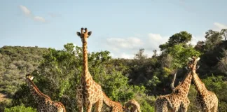 Wildlife Experiences