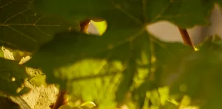 White grapes