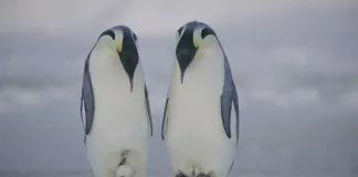 Secrets of the Penguins