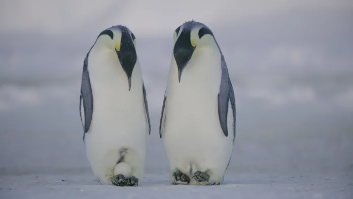Secrets-Of-The-Penguins-7 Secrets of the Penguins