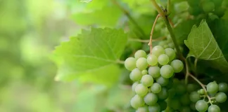 Why You Should Visit Barrydale, South Africa – A Hidden Gem in the Klein Karoo Why You Should Visit Barrydale, South Africa – A Hidden Gem in the Klein Karoo