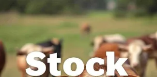 Farmer and employee busted for stock theft, possession of suspected stolen livestock and extortion