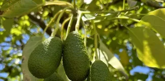 Maximising Orchard Productivity Through Effective Pruning