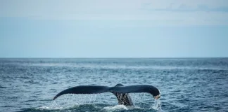 THINK THE BEACH IS JUST FOR SUMMER? THINK AGAIN Winter on the Eastern Seaboard – South Africa’s Best-Kept Secret
