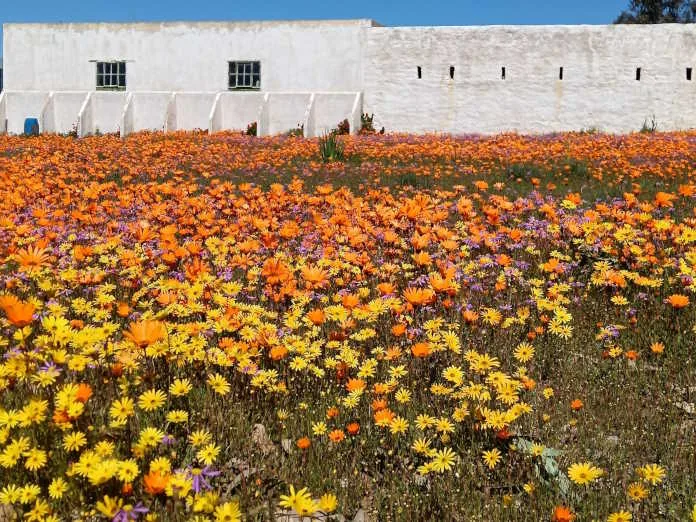 Each year, for just a few magical weeks, the rugged and untamed Cape West Coast, Namakwaland, and Northern Cape transform into a kaleidoscope of colour.