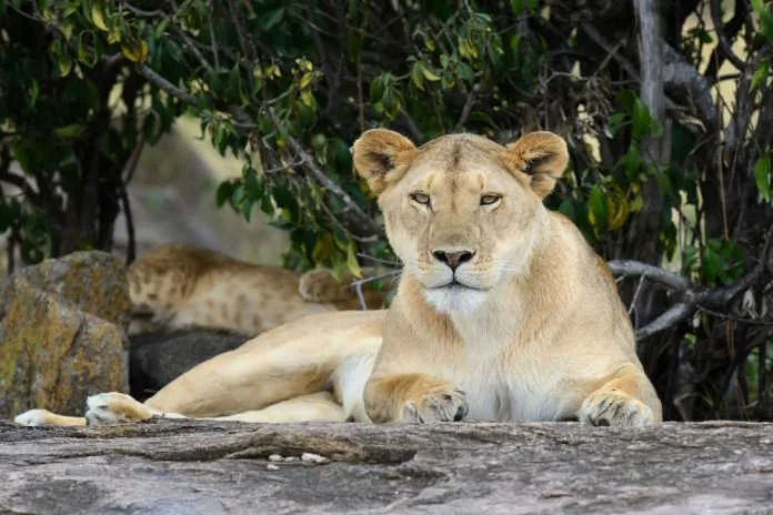 Bothongo Rhino & Lion Nature Reserve is an ideal getaway that offers something for everyone—especially the kids